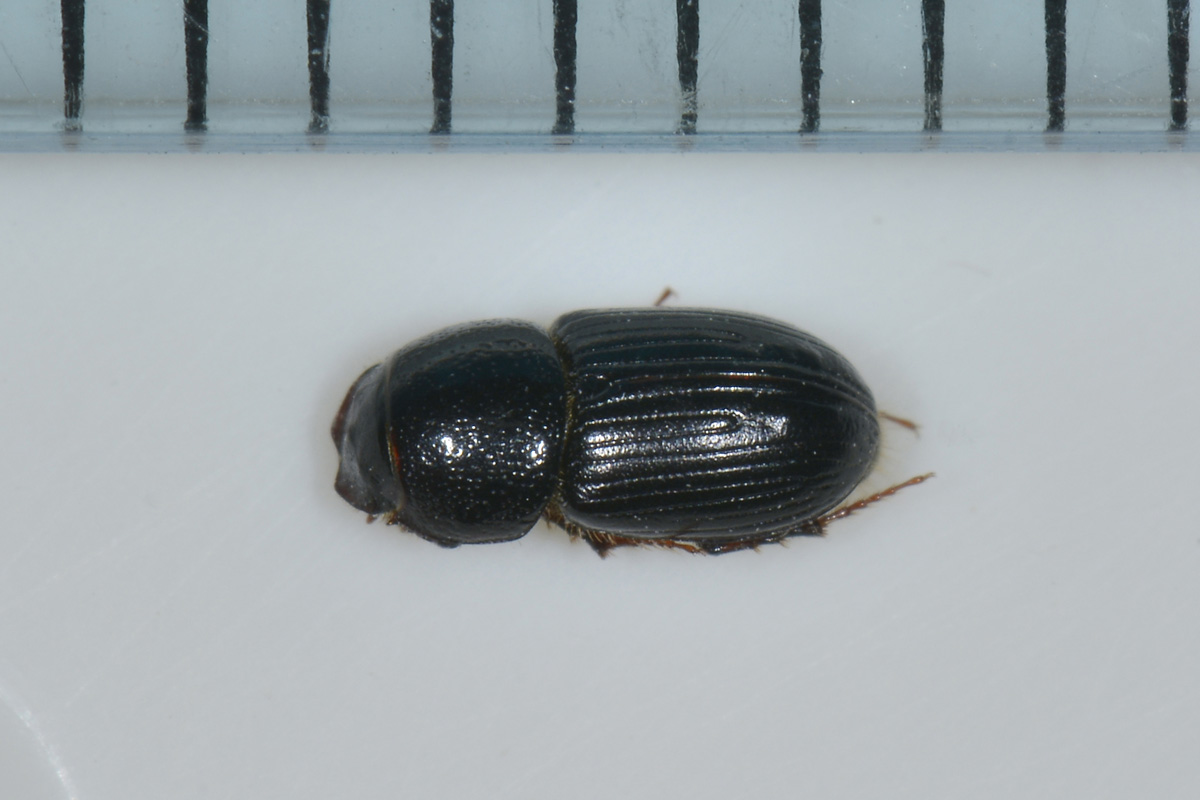 Aphodiidae da id: forma di Nialus varians.